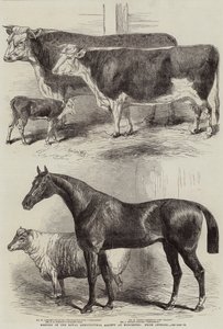 Royal Agricultural Societyn kokous Worcesterissa, Prize Animals